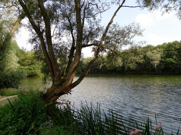 Paul Syrett – Nature, Trees, Elementals in a nutshell – Reverence and Connection